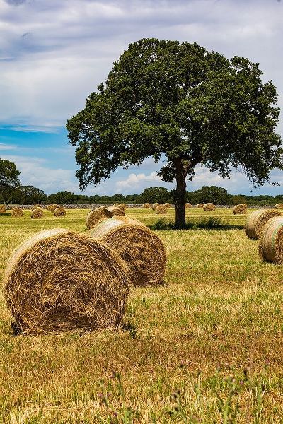 Italy-Apulia-Metropolitan City of Bari-Gioia del Colle Bales of hay in a field